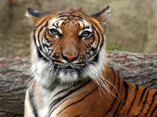 harimau_my on X: There are six species of tigers still remains : 🐯Bengal  Tiger 🐯Siberian Tiger 🐯Sumatran Tiger 🐯Malayan Tiger 🐯Indochinese Tiger  🐯South China Tiger Photo credit : @thetruewilderness #SaveOurMalayanTiger  #SelamatkanHarimauMalaya